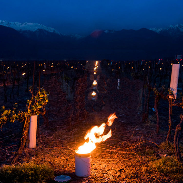 Contra velas à prova de geada congelamento para a primavera