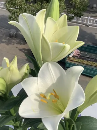 White Trumpet Easter Lily