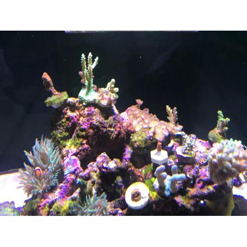 Phlizon Reef Led Fast Heat Dissipation Aluminum Material