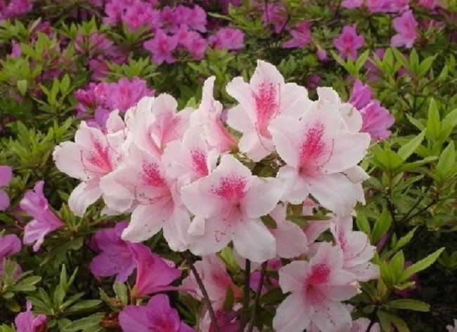 The Antioxidant Properties of Azalea Extract: A Holistic Health Solution