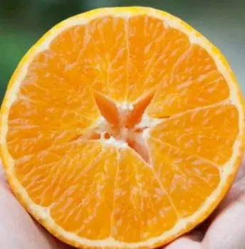 Premium Quality Fresh Mandarin Oranges