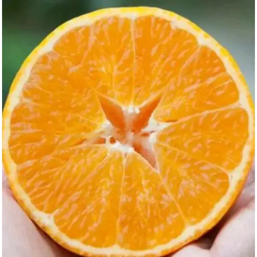 Natural na Sariwang Mandarin Oranges sa Season