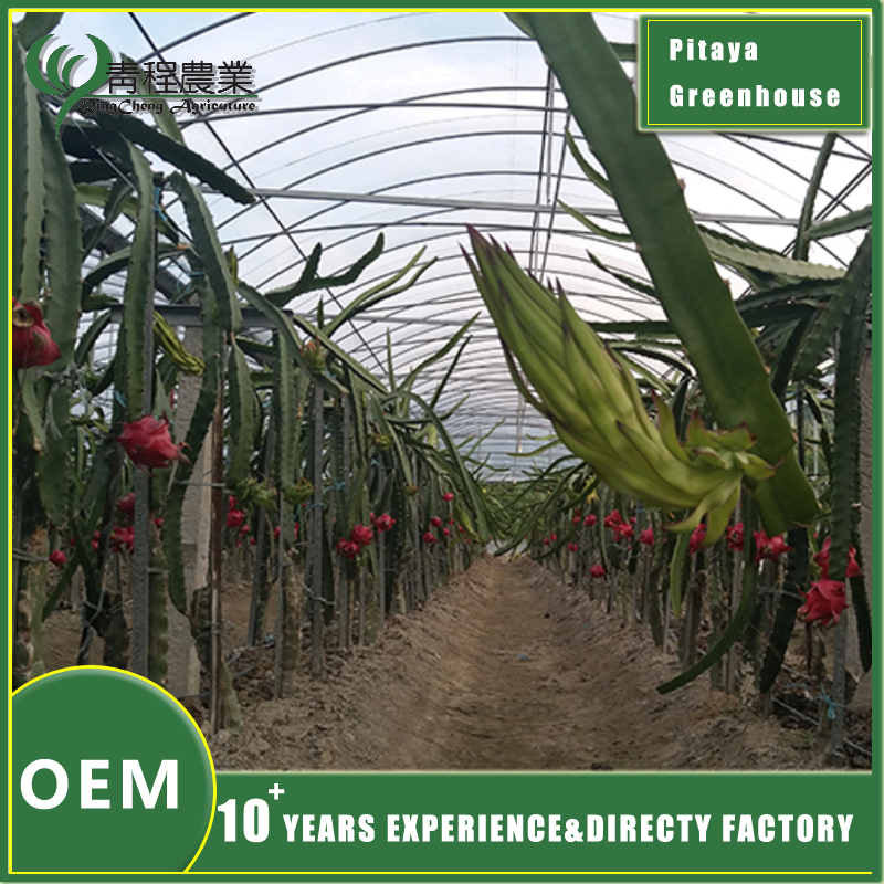 pitaya growing system
