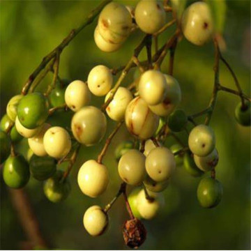 Huile de graines de neem de l&#39;Inde Chinaberry