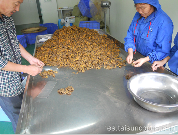 Las hierbas medicinales chinas al por mayor Coptis