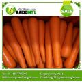 2016 Fourniture Carrot No Plain