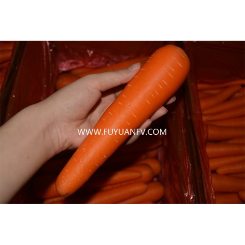 Cenoura fresca está na temporada