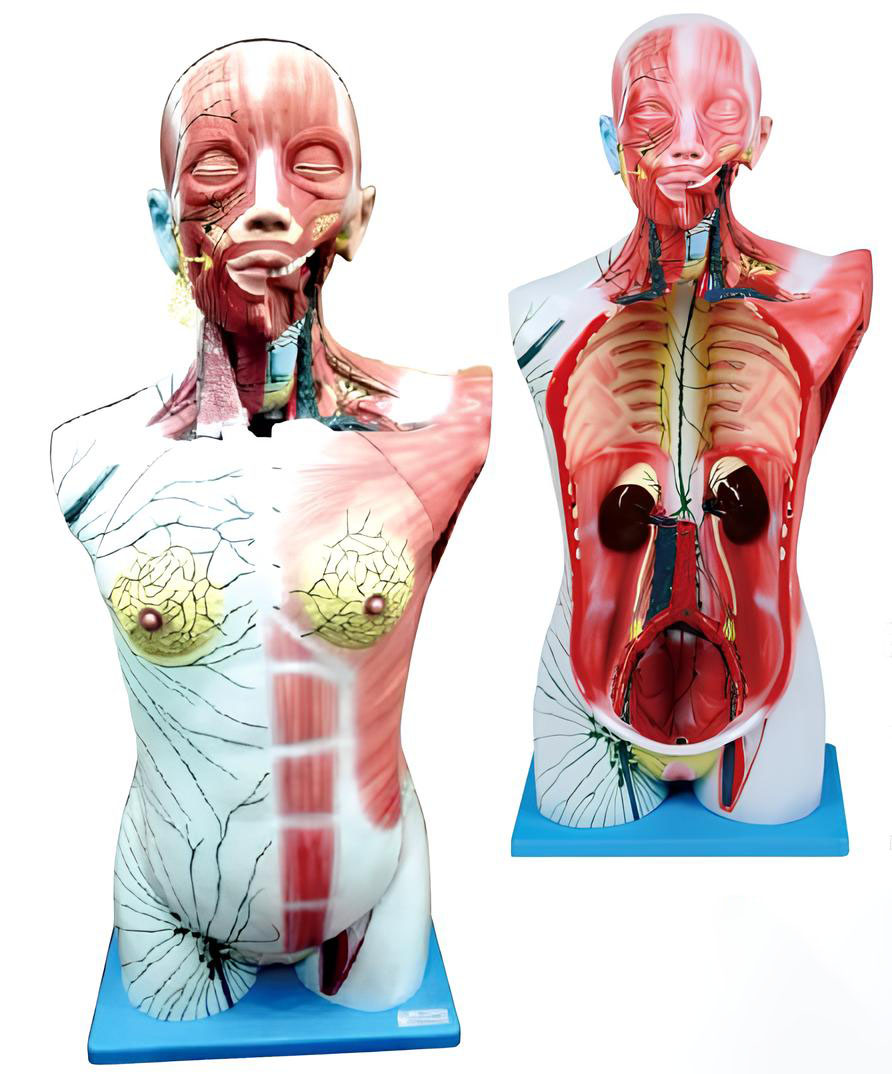 Systemic deep lymphatic drainage model