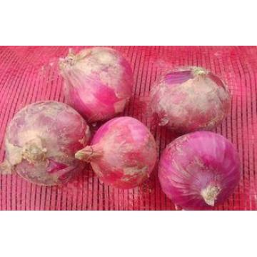 Red Natural Fresh Onion Flate And Round Shape Contains Foli