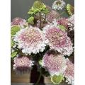 زهرة مغرفة الخطمي Scabiosa عالية الجودة لحفلات الزفاف