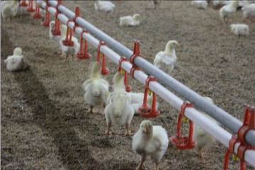 Chicken House