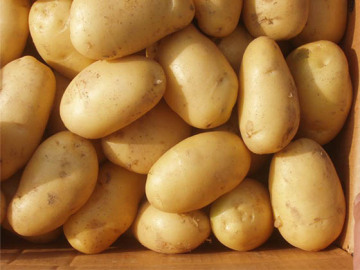 Fresh Holland Potato