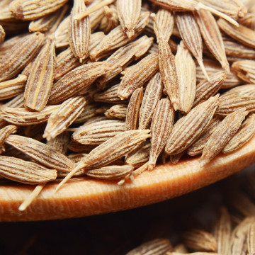 Food grade Cumin essential oil