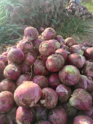 Farm Fresh Ecological Red Onion