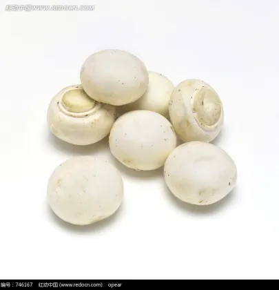 Fresh Delicate Champignon Mushroom