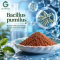 Bacillus Pumilus Bacterias Beneficiosas Ingrediente Microbiano