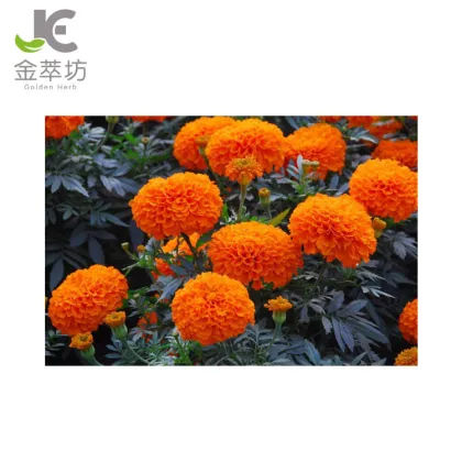 Manufacturer supply marigold Lutein 80% power Marigold Pigment powder to protective retina