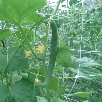 Garten-Kunststoff-Pflanzenschutznetz