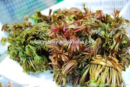 Chinese toon seeds cedrela sinensis seeds Toona sinensis seeds For Growing-Toona No.3
