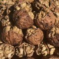 Nueces Dapao Yunnan orgánicas frescas