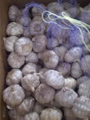 Normal white garlic/red garlic/purple garlic