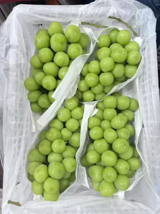 Delicious Sunshine Rose Grape