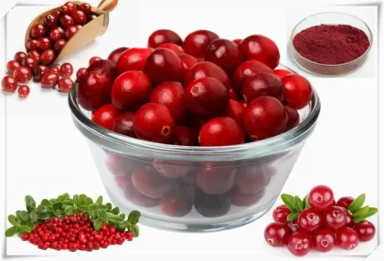 Cranberry Powder Cranberry Extract 25% Proanthocyanidin