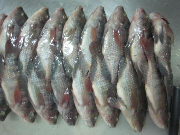 Good Black Tilapia