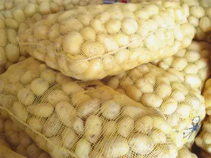 Farm Fresh Potato For Export With Low Price