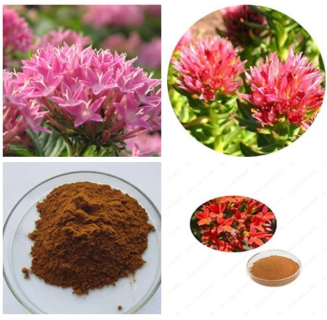 Rhodiola Rosea Extract