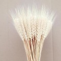Real Wheat Ear Flower Decoration Natural Pampas Rabbit Tail Grass Dried Flowers For Wedding Party DIY Craft Scrapbook Bouquet