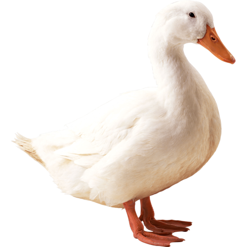 China Colorful Back Massage Product(CE-RoHS) Supplier