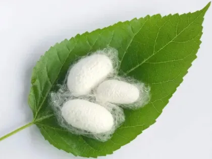 Silk Fibroin Silk Protein Powder 90% Water Soluble