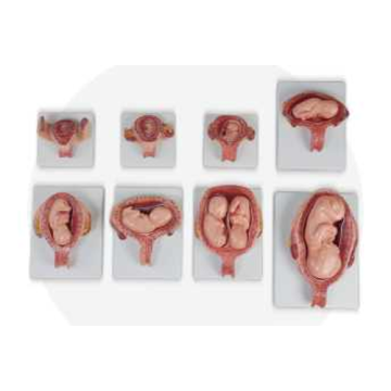 भ्रूण विकास प्रक्रिया मॉडल