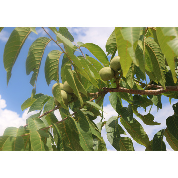 Beslenme Kuruyemişler İç Ekstra Hafif Cevizler