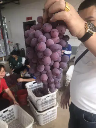China red grape red globe yunnan grape fresh fruit exporter