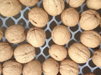 Shell walnuts on a natural walnut farm