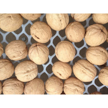 Shell walnuts on a natural walnut farm