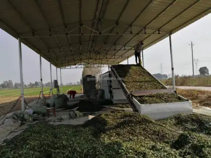 Automatic Piper Methysticum Kaka Drying Production Line