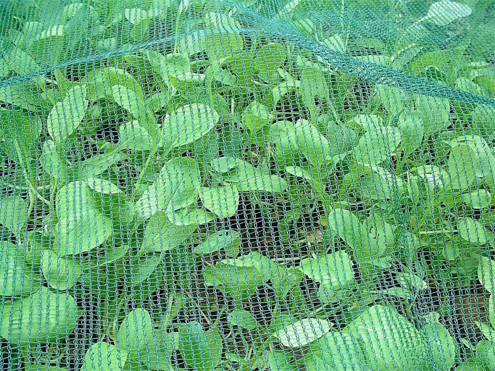 Net de mouche des fruits agricoles, insecte en serre net