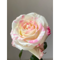 বিবাহের bouquets জন্য সাদা গোলাপী একক মাথার গোলাপ