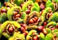 Chestnut gred eksport terbaik