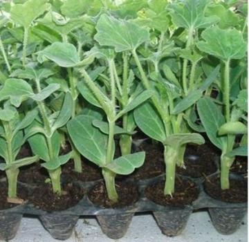 2014 Newest Strong Watermelon rootstock seeds for grafting