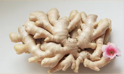 fresh Chinese old crop new crop ginger