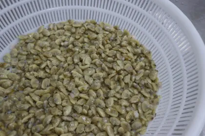 Frozen Seafood Short Neck Boiled Clam