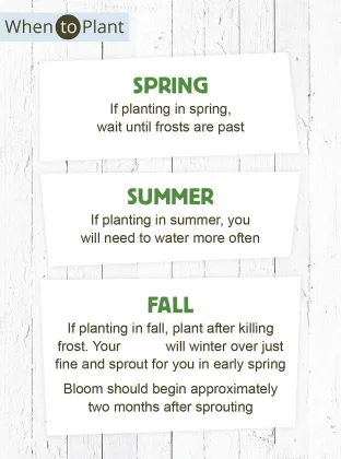 American Meadows Pack of 20 Wildflower Seed Packets: Attractive Pollinator Mix for Bees, Butterflies, and Hummingbirds - Ideal for Parties and Any Event