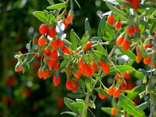 High quality Organic Certificated Goji Berry/Sun Dried Goji Berry