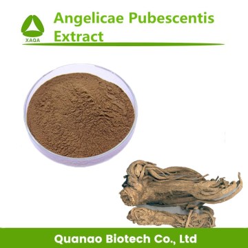 Angelicae Pubescentis Extract Doubleteeth Angelica Root