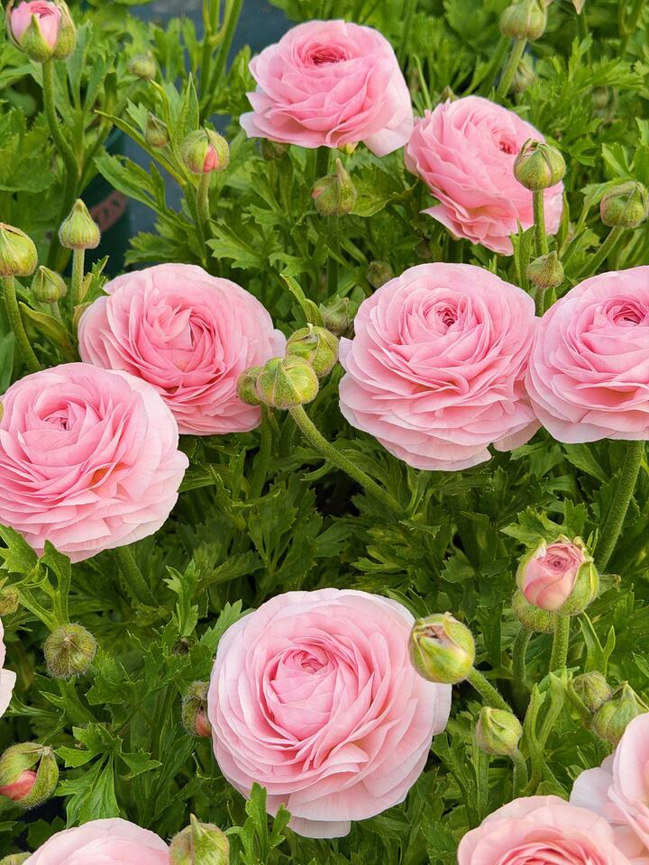Pink Ranunculus