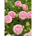 বিবাহের তোড়া জন্য তাজা কাটা গোলাপী Ranunculus ফুল